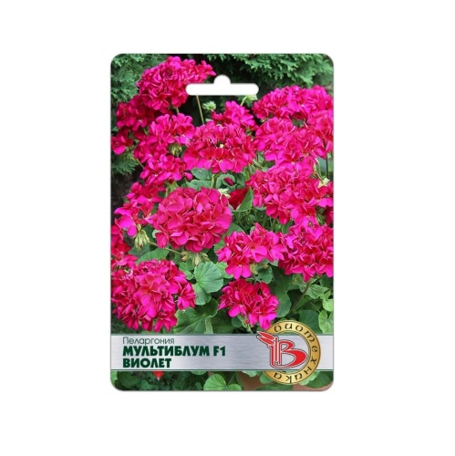 Пеларгония Мультиблум F1 Виолет  5шт_5