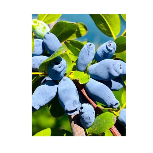 Жимолость Аврора съедобная 1шт