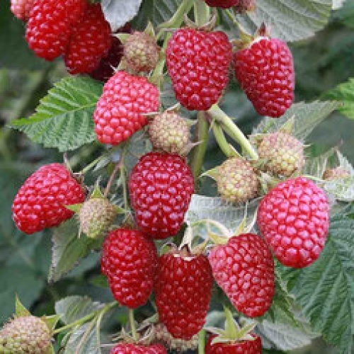 Малина Нижегородец ремонтантные сорта 1шт