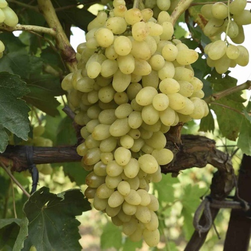 Виноград Долгожданный плодовый  1шт.