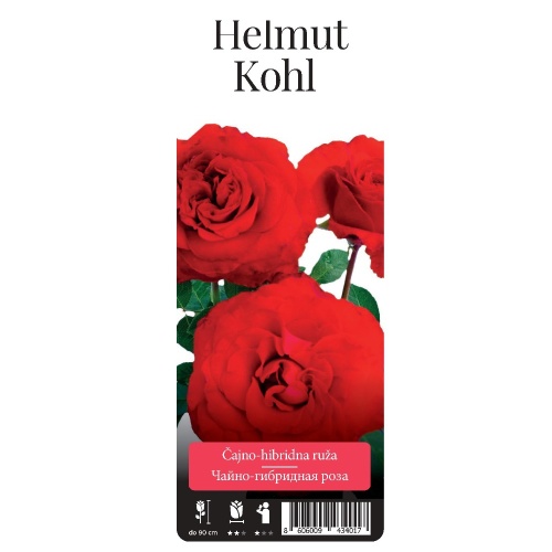 Роза Хельмут Коль чайно-гибридная 1шт _Helmut Kohl 