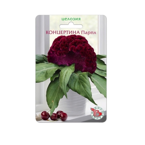 Целозия Концертина Парпл горшечная  8шт_5_10