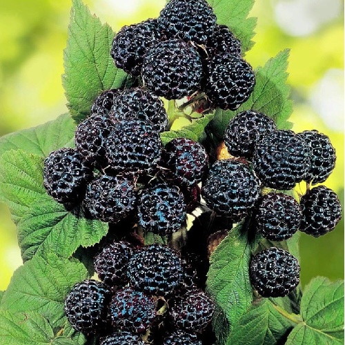 Малина Бристоль перспективные сорта  1шт