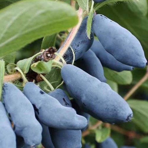 Жимолость Нимфа съедобная1шт