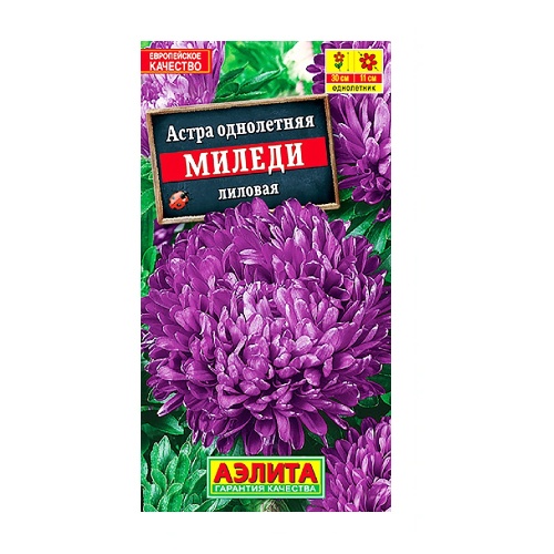 Астра Миледи лиловая  0_2гр_10