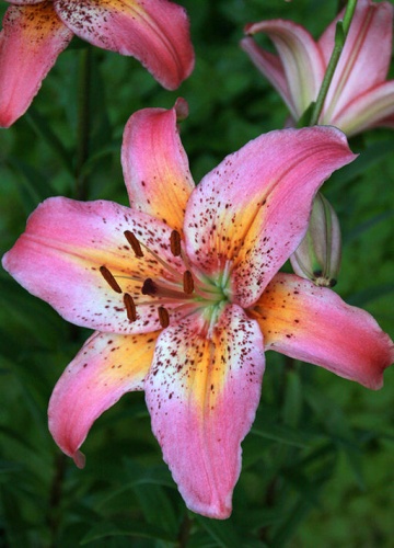 a67498726369f63d48c2f5ff6e59061fecuw724nz3mi2ynvw5