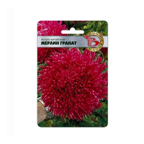 Астра Мерлин Гранат  50шт_5_10
