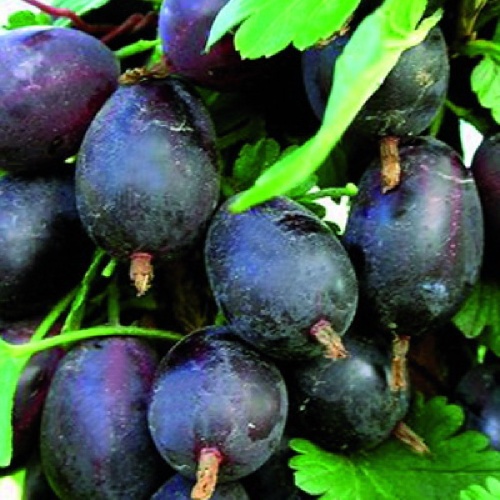 Крыжовник Грушенька 1шт