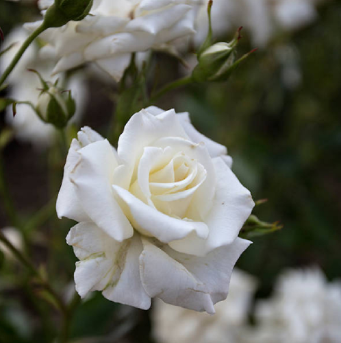Роза Диадем Вайт флорибунда 1шт. _Diadem White  _20