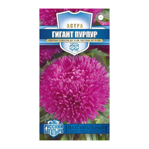 Астра Гигант пурпур_Русский богатырь  0_05гр_10