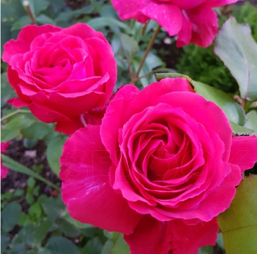 Роза Валерия флорибунда 1шт._Valeria _20