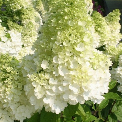 Гортензия метельчатая Полар Бир 1шт
