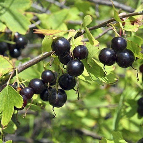 Смородина золотистая Валентина 1шт