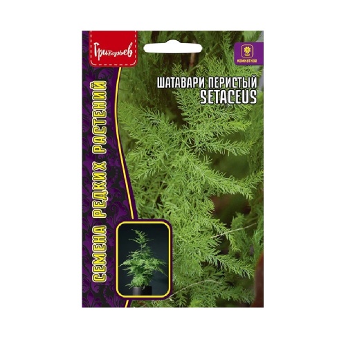 Шатавари (аспарагус)  перистый Setaceus карликовый 3шт_10