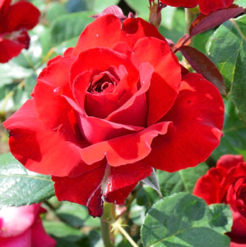 Роза Ингрид Бергман чайно-гибридная 1шт. _ Ingrid Bergman  _20