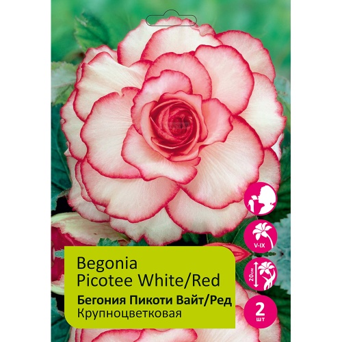 Бегония Пикоти Вайт_Ред 4_5  2шт _Begonia Picotee White_ Red
