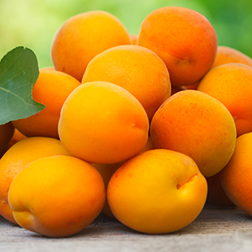 Абрикос Медовый (подвой алыча) (в сетке) 1шт.