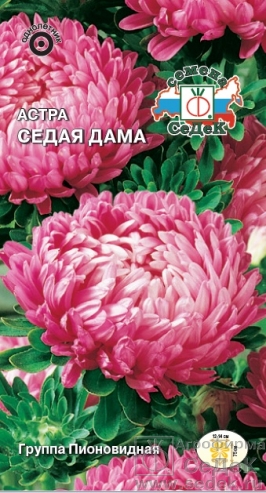 Астра Седая дама  0_2гр_10