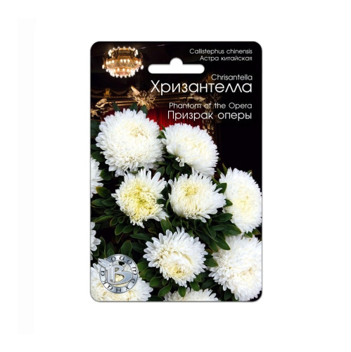 Астра Хризантелла Призрак оперы  30шт_5