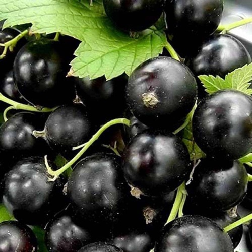 Смородина черная Селеченская-2 1шт.