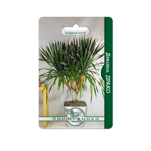 Драцена Драко  5шт _5_10