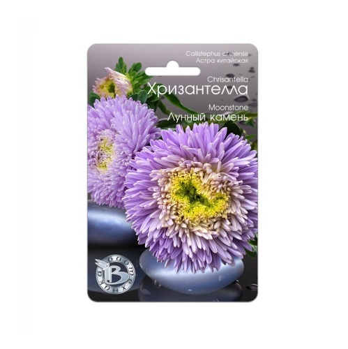 Астра Хризантелла Лунный камень  30шт_5