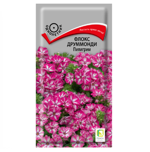 Флокс друммонди Пилигрим  0_1гр_10