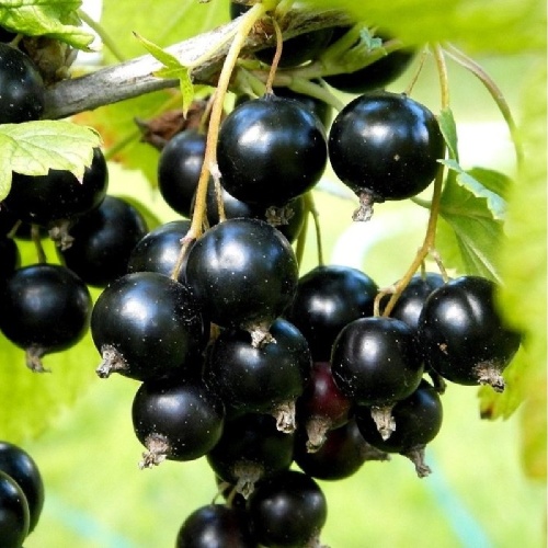 Смородина черная Дубровская 1шт