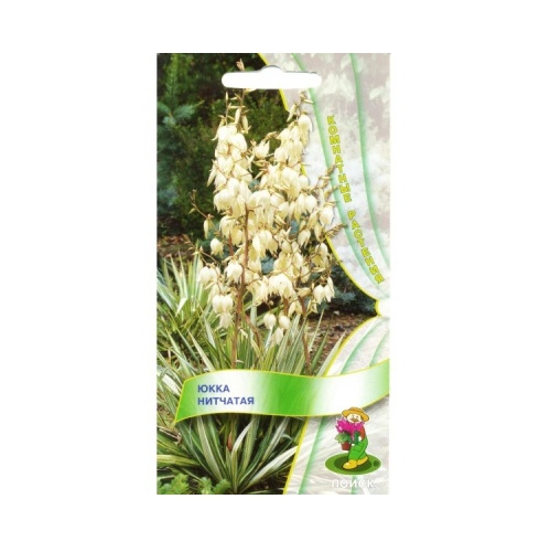 Юкка нитчатая  3шт_10