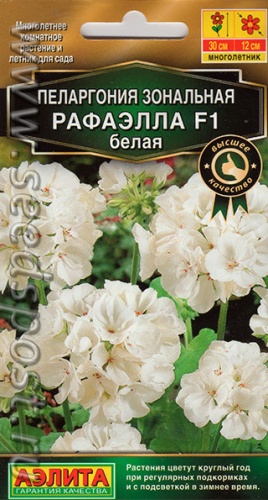 Пеларгония Рафаэлла белая F1 5шт  _10