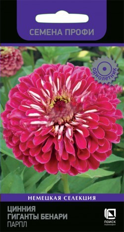 Цинния Гиганты Бенари Парпл  10шт_10