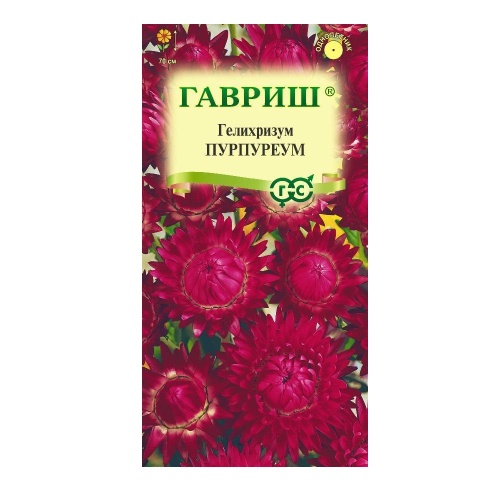 Гелихризум Пурпуреум  0_1гр_10