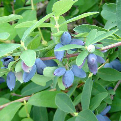 Жимолость Сластена съедобная 1шт