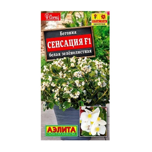 Бегония Сенсация F1 белая зеленолистная  7шт_10