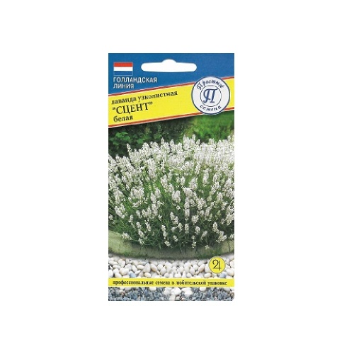 Лаванда узколистная Сцент белая 5 шт_10