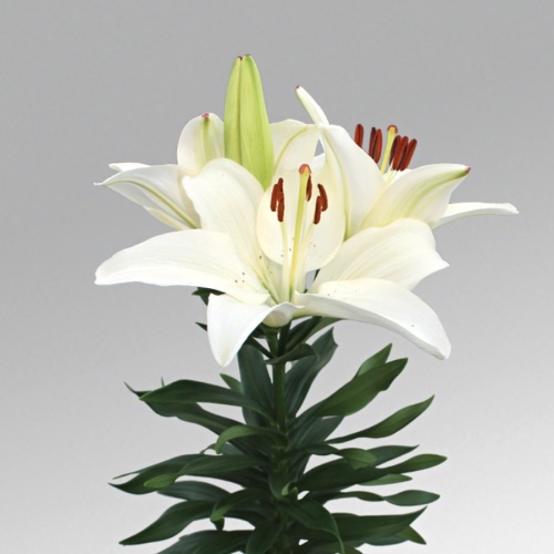 ydah2xxgxryqsu1327zhiful3m3ow4x7