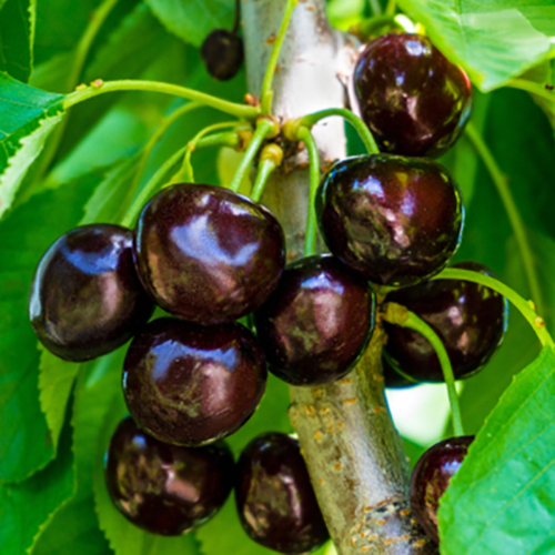 Черешня Саммит (в сетке) 1шт