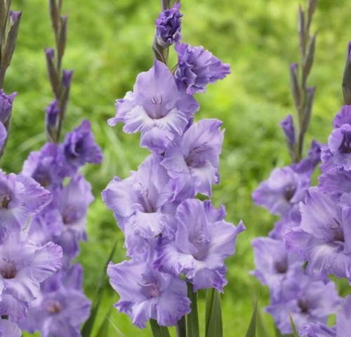 НоменклатураПрисоединенныеФайлы