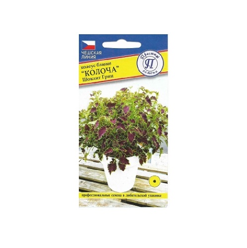 Колеус блюме Колоча Шоклит Грин 5 шт_10