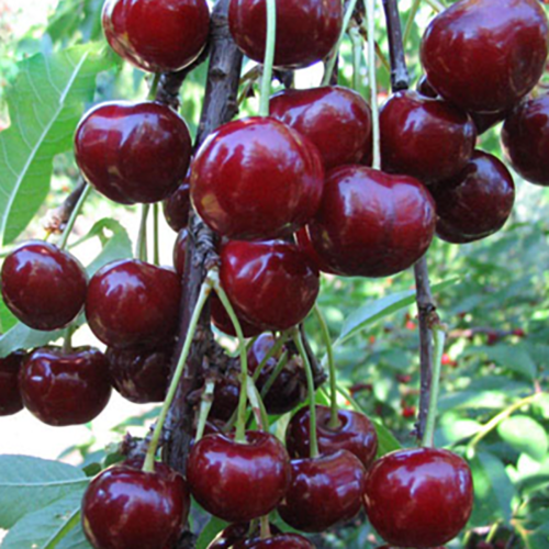 Вишня Кормилица (дюк) 1шт