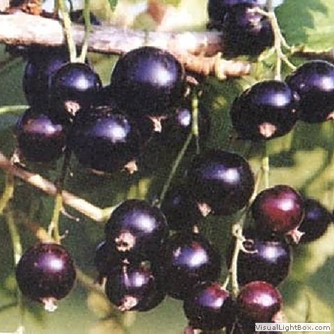 Смородина черная Сокровище 1шт