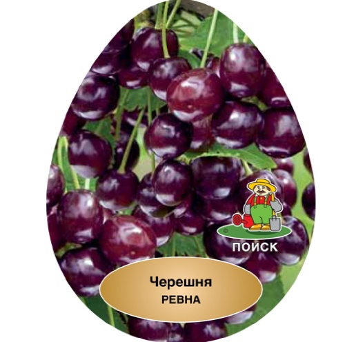 Черешня Ревна 1шт. (в сетке)