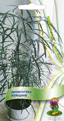 Дизиготека изящная  5шт_10