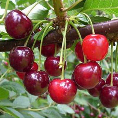 Вишня Лебедянская (подвой семенной_ вишня Магалебская) 1шт.