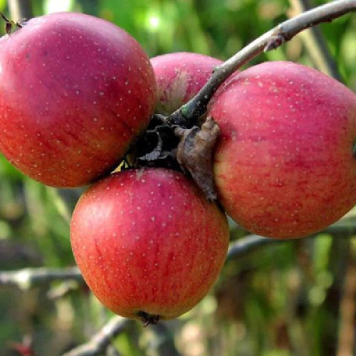 Яблоня Бессемянка Мичуринская подвой 54-118 полукарликовый (в сетке) 1шт