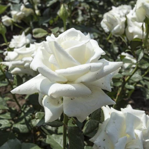 Роза Акито чайно-гибридная 1шт _Akito _20