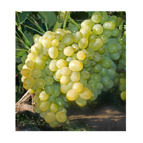 Виноград Супер-Экстра плодовый 1шт