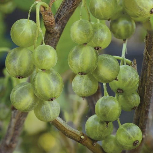 Смородина черная Изумрудное ожерелье 1шт