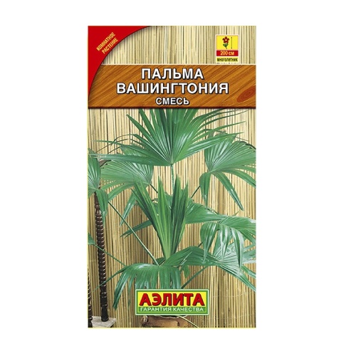 Пальма Вашингтония Робусто  2шт_10_100