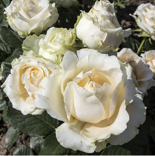 Роза Аваланш Пич чайно-гибридная 1 шт_ Avalanche Peach  _20